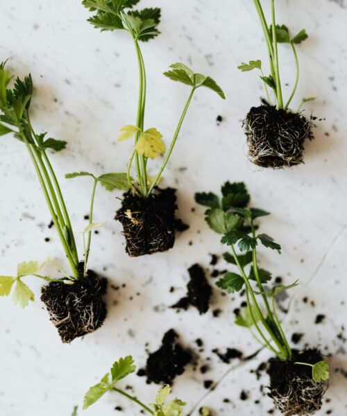 pexels-karolina-grabowska-4202330